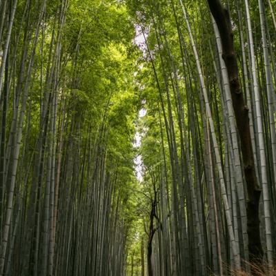 外媒：伊朗称挫败一起以色列针对伊核设施破坏行动